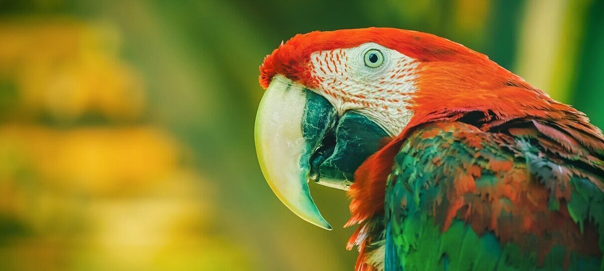 perroquet Amafélis connexion animale 