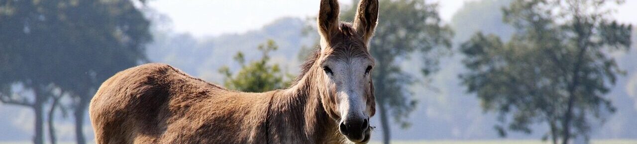 âne Amafélis connexion animale 